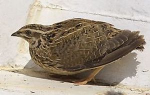 Quaglia - Coturnix coturnix